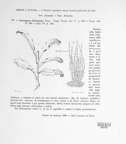 Cercospora cheiranthi image